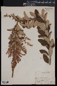 Spiraea tomentosa image