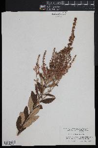 Spiraea tomentosa image