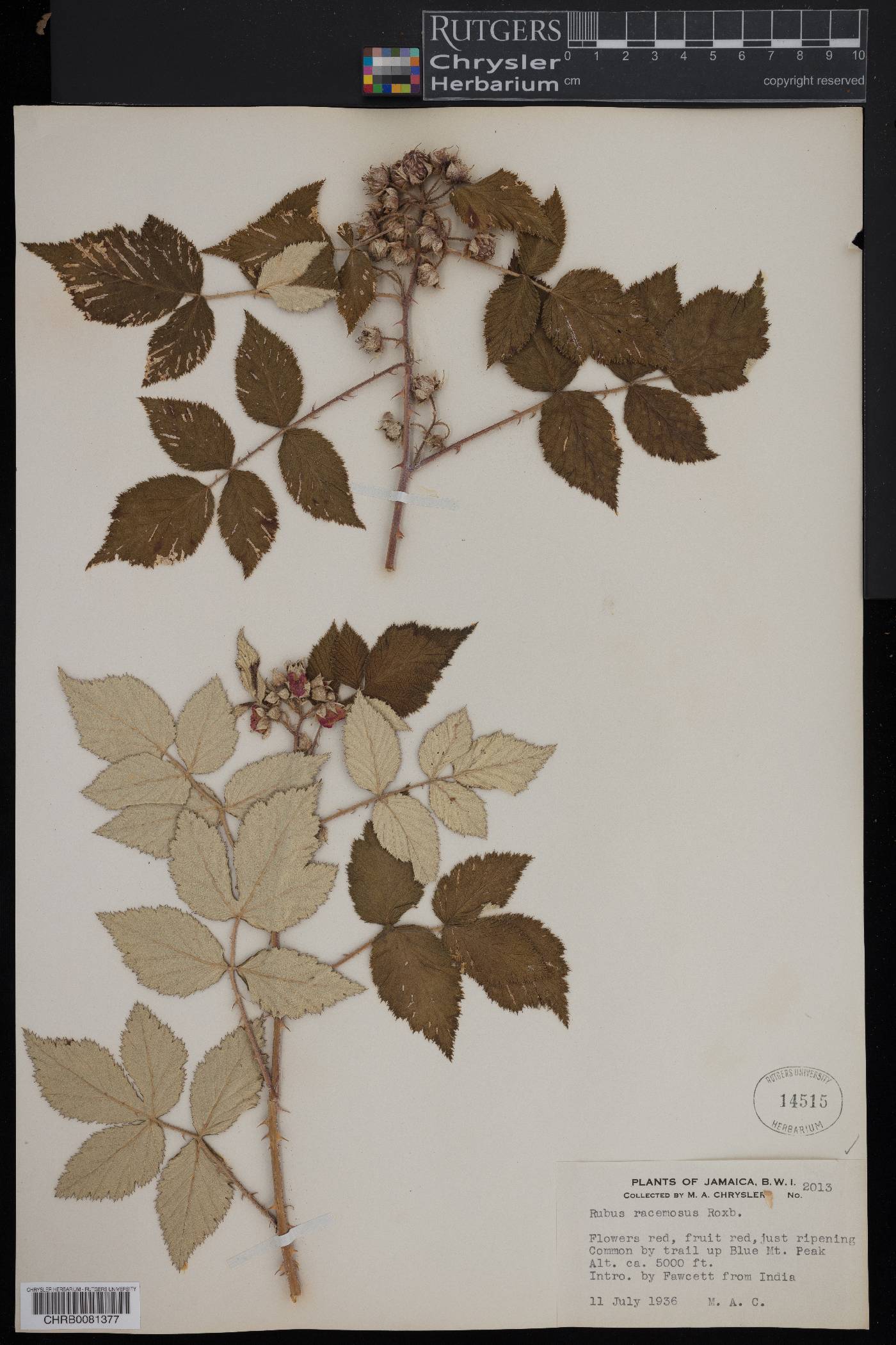 Rubus racemosus image