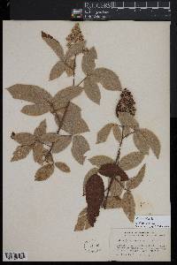 Rubus rosifolius image