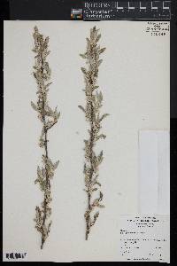 Elaeagnus umbellata image