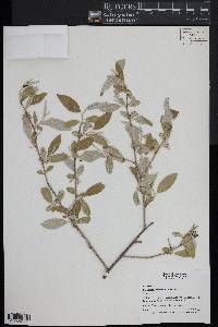 Elaeagnus umbellata image