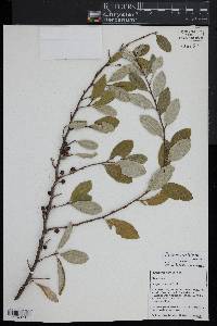 Elaeagnus umbellata image