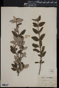 Shepherdia canadensis image