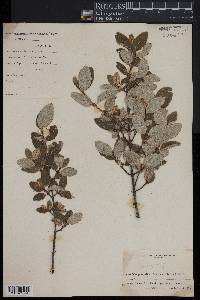 Shepherdia canadensis image