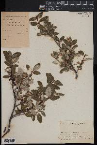 Shepherdia canadensis image