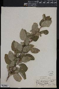 Shepherdia canadensis image