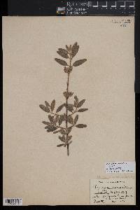 Shepherdia canadensis image