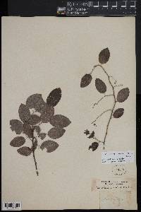 Berchemia scandens image