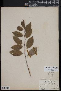 Berchemia scandens image