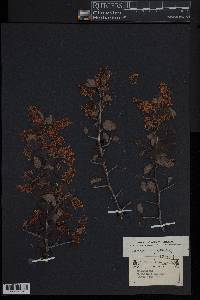 Ceanothus incanus image