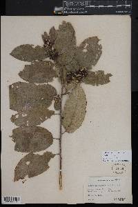 Colubrina arborescens image