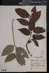 Image of Colubrina celtidifolia