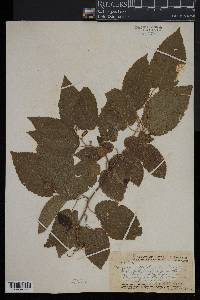 Image of Gouania vitifolia