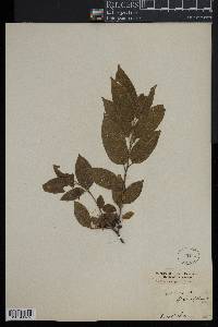 Rhamnus parvifolia image