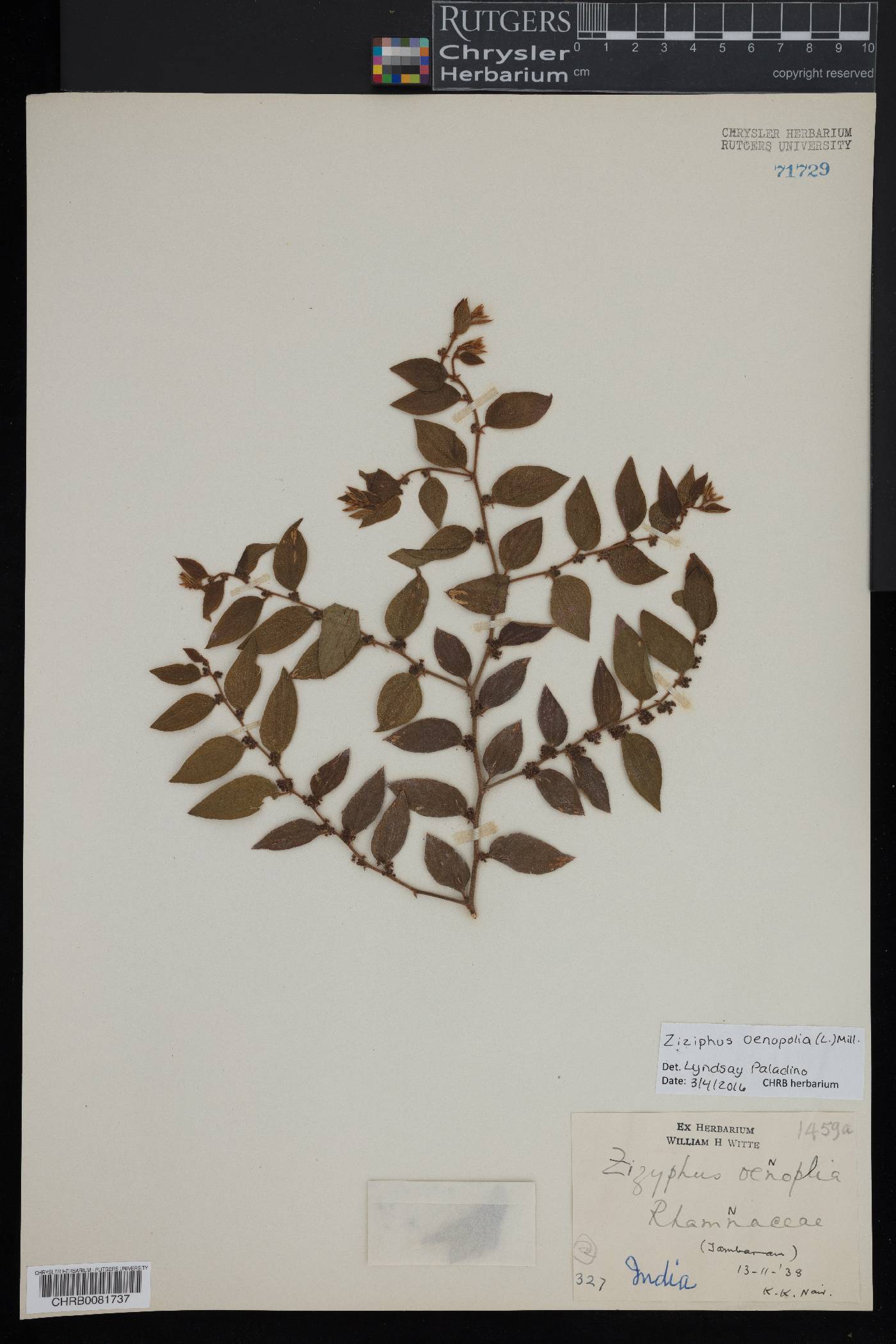 Ziziphus oenopolia image