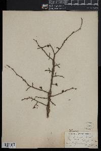 Ulmus alata image