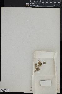 Dorstenia nummularia image