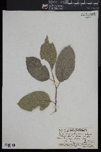 Ficus storckii image