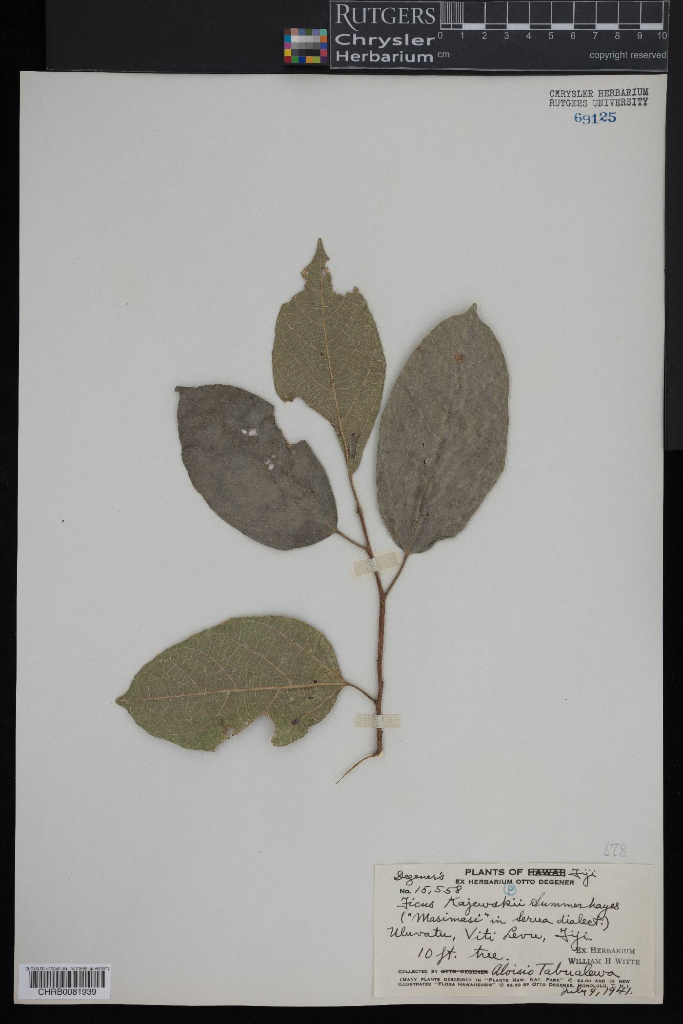 Ficus storckii subsp. kajewskii image