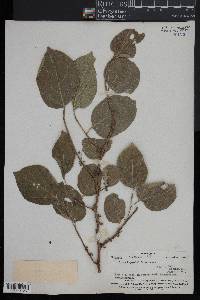 Ficus storckii image