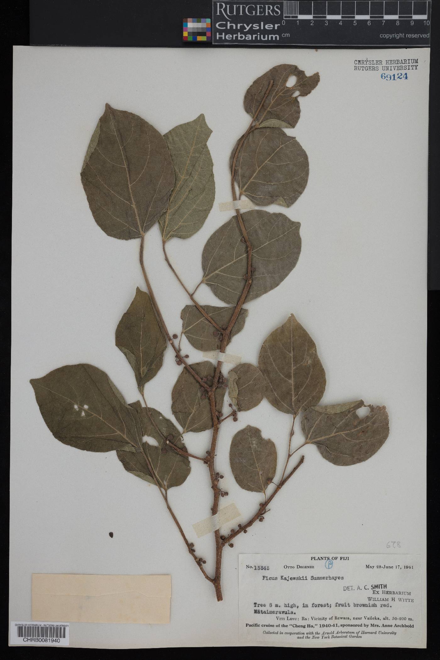 Ficus storckii image