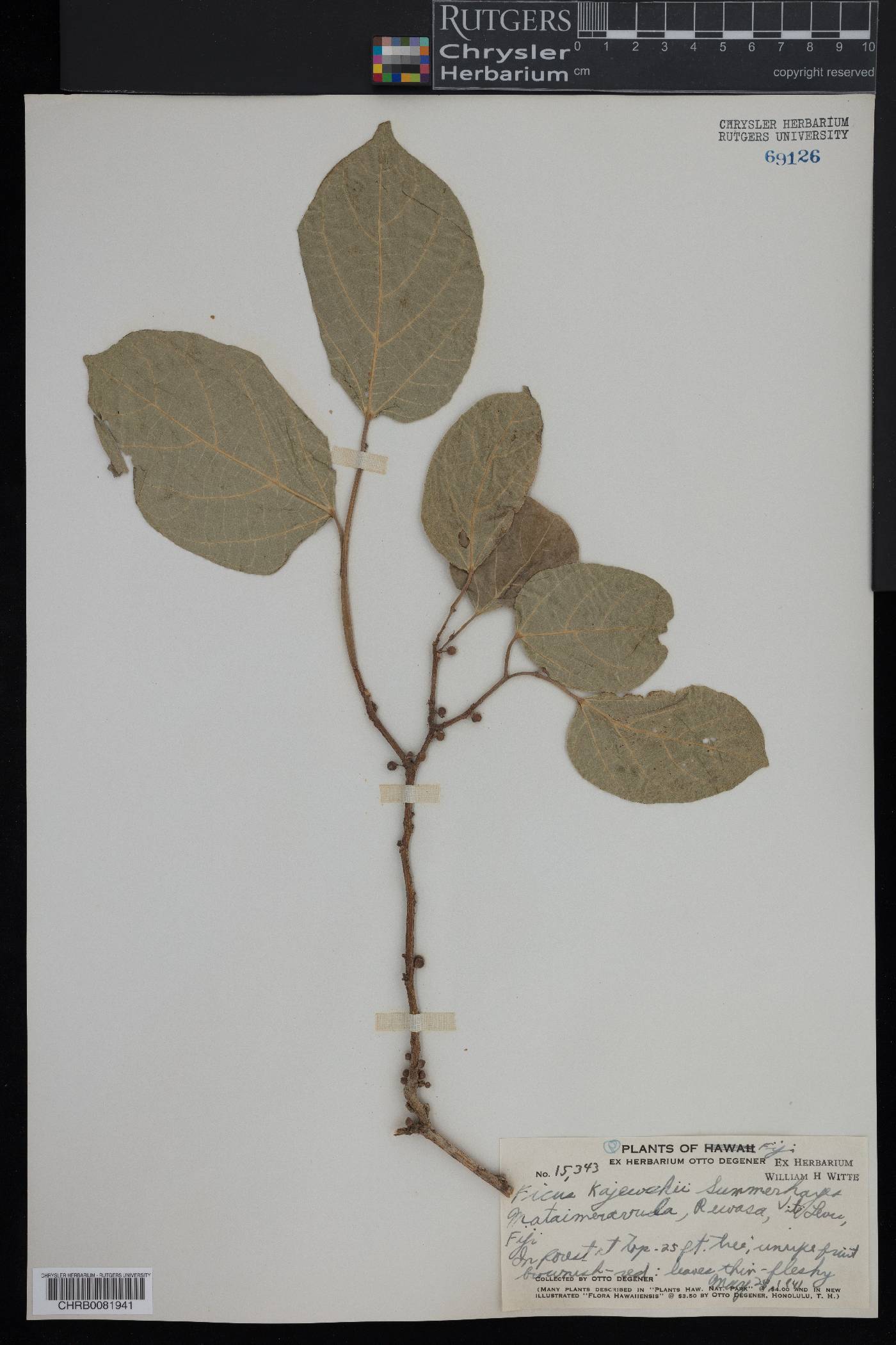 Ficus storckii image