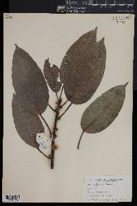 Ficus tsjakela image