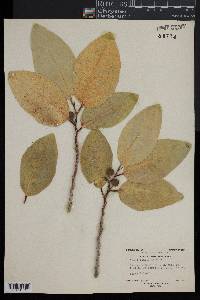 Ficus tinctoria image