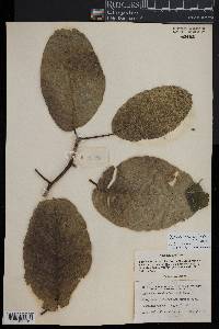 Media resource of Milicia excelsa