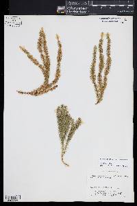 Spinulum annotinum subsp. annotinum image