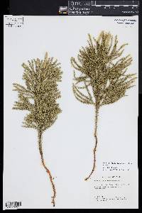 Dendrolycopodium dendroideum image