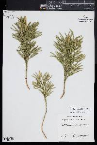 Dendrolycopodium hickeyi image