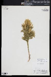 Dendrolycopodium hickeyi image