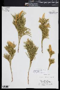 Dendrolycopodium hickeyi image