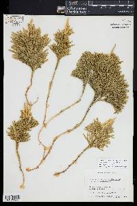 Dendrolycopodium hickeyi image