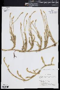 Lycopodium lagopus image