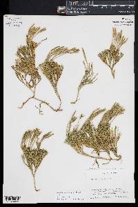 Diphasiastrum sabinifolium image