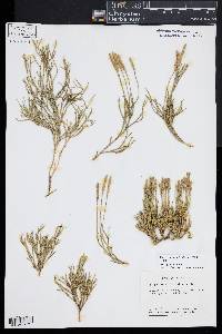 Diphasiastrum sabinifolium image