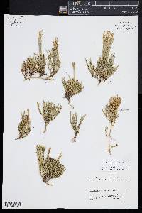 Diphasiastrum sitchense image