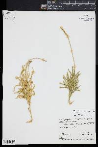 Diphasium scariosum image