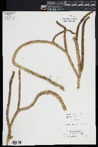 Lycopodiella alopecuroides image