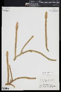 Lycopodiella alopecuroides image