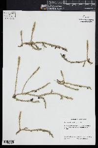 Lycopodiella inundata image