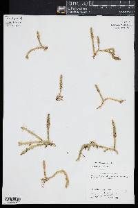 Lycopodiella inundata image