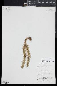 Phlegmariurus linifolius image