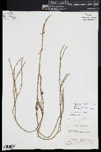 Phlegmariurus filiformis image