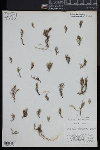 Selaginella arenicola var. riddellii image