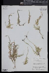 Selaginella cordifolia image