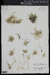 Selaginella eclipes image